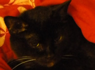 Cubby from unnamed angry woman by Michael Channing