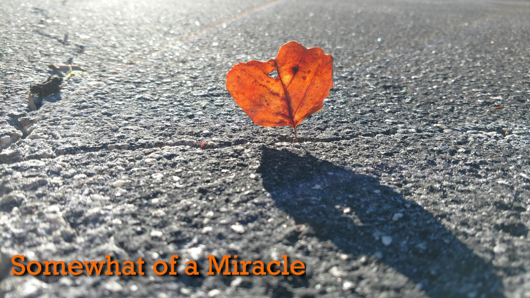 Somewhat of a Miracle, a poem by Michael Channing