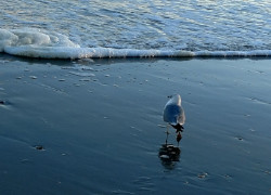 As I Wade Back Out Into the Shallow End of the World, a poem of hesitant renewal by Michael Channing